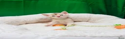 Abyssinian cats for sale: ✨ EXCEPTIONAL CHAMPION LINES – SILVER ABYSSINIAN ✨ - Advert 22