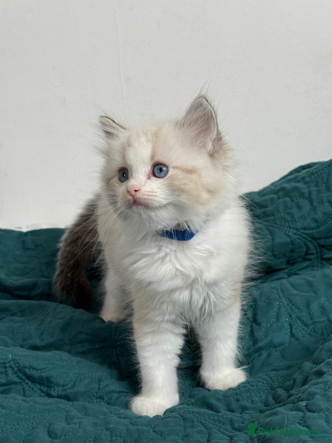 Ragdoll cats for sale: Beautiful Ragdoll kittens TICA - Advert 11
