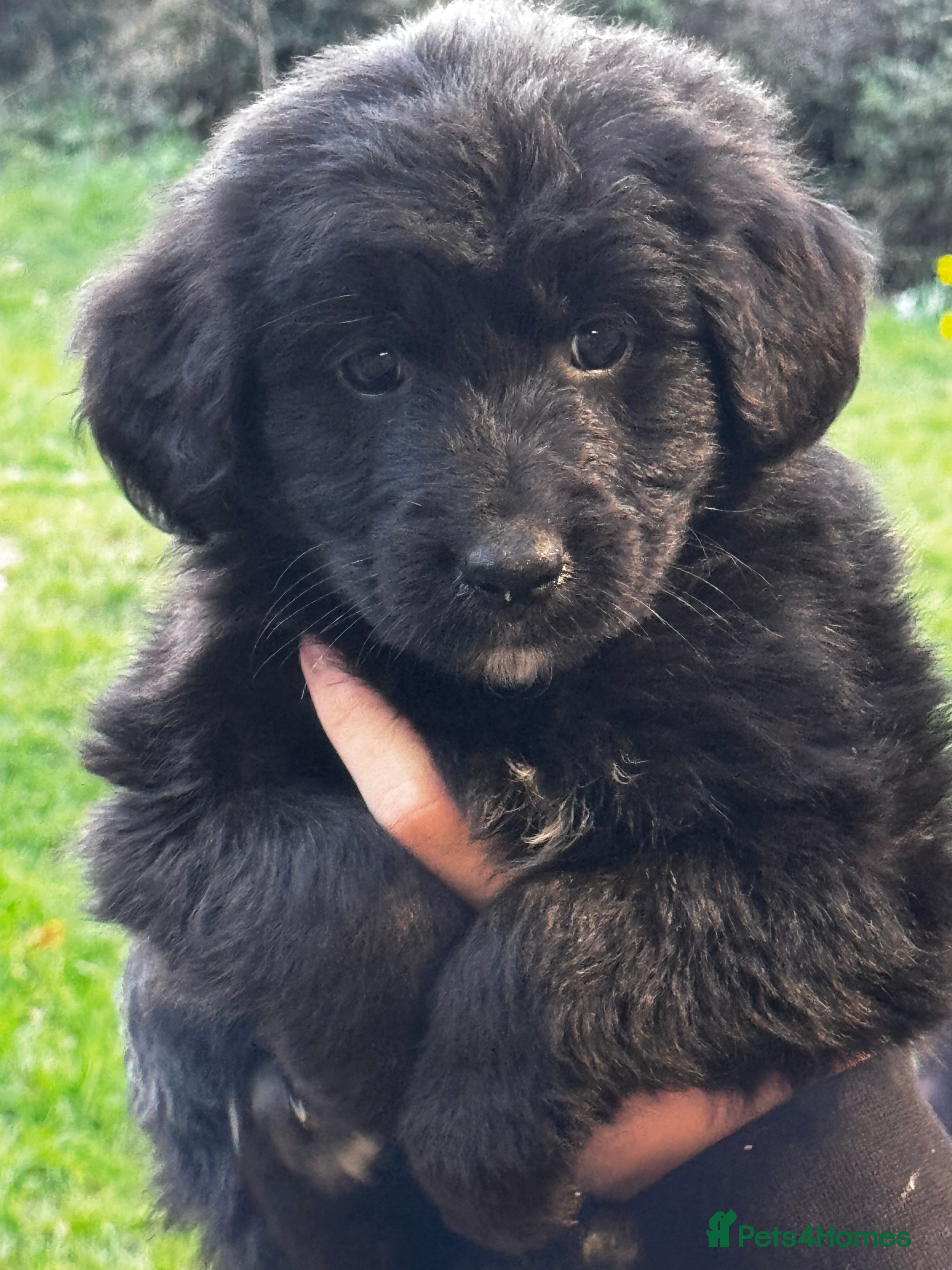 Mixed Breed dogs ⭐️ golden shepherd ⭐️ - Advert 12