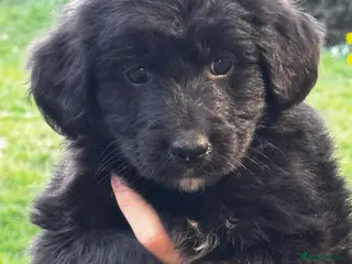 Mixed Breed dogs ⭐️ golden shepherd ⭐️ - Advert 12