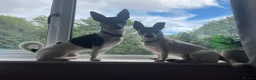 Jack Russell dogs for stud: Tri-coloured Jack Russell - For Stud - Zuko - Advert 8
