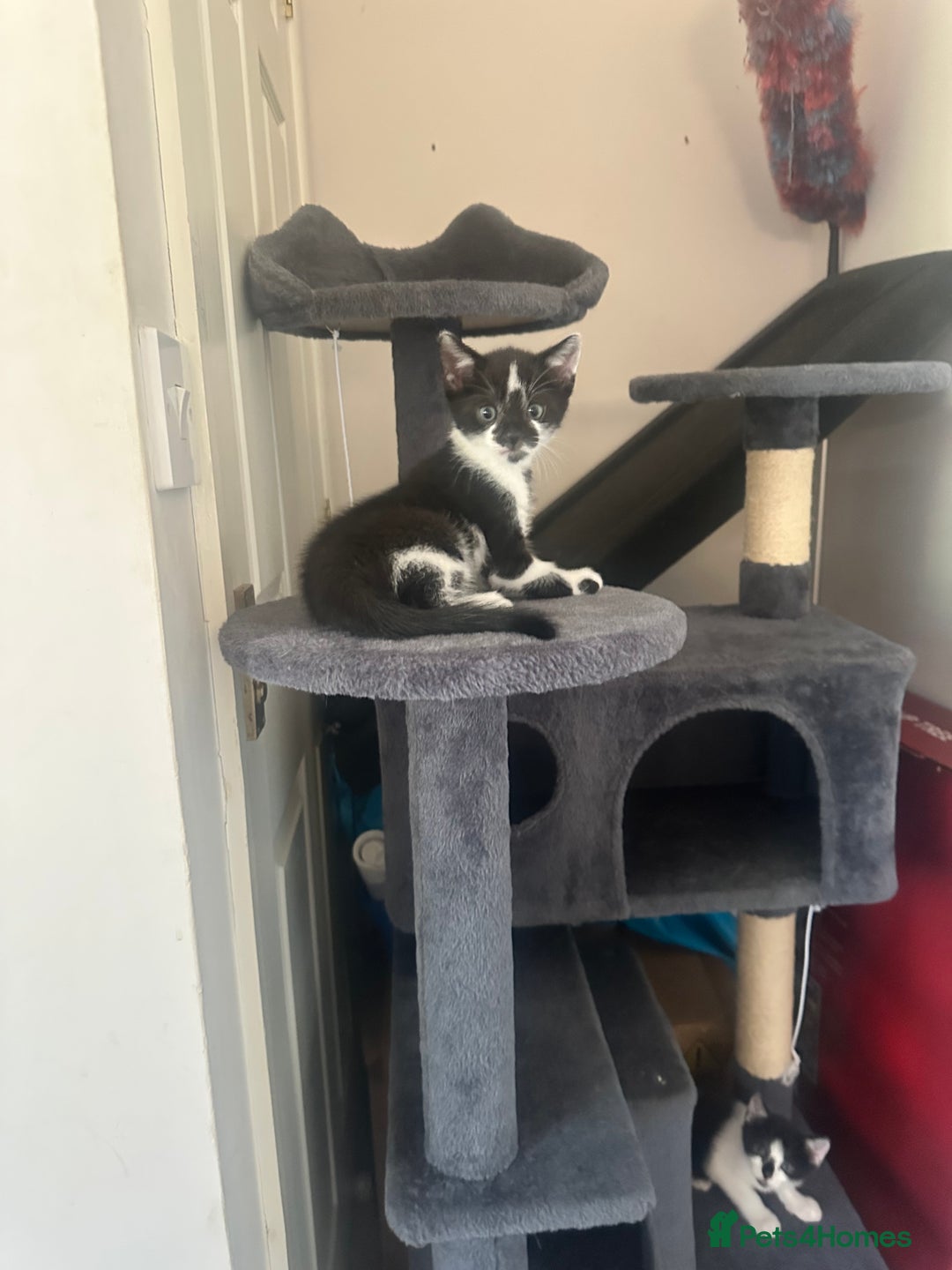 Domestic Shorthair cats for sale: Gorgeous traditional Black and white kittens  - Image 22