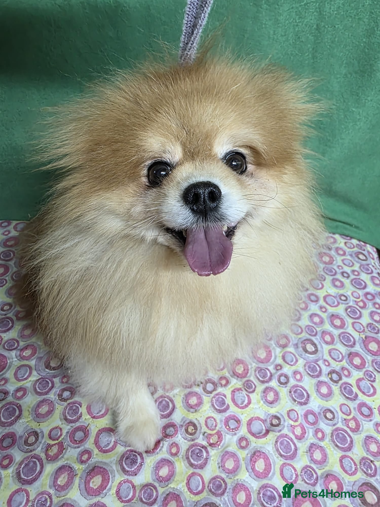 Pomeranian dogs PEACHES – Pomeranian (Female) - Advert 1