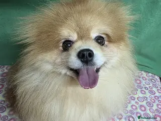Pomeranian dogs PEACHES – Pomeranian (Female) - Advert 4