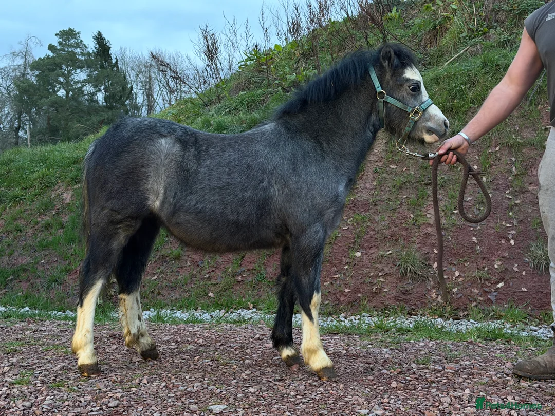 Welsh Section A horses for sale: Showstopping colt - A rosette machine !! - Advert 1