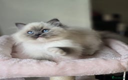 Ragdoll cats for sale: 6 Perfect Affectionate, Ready2Go Pedigree Kittens! - Advert 11