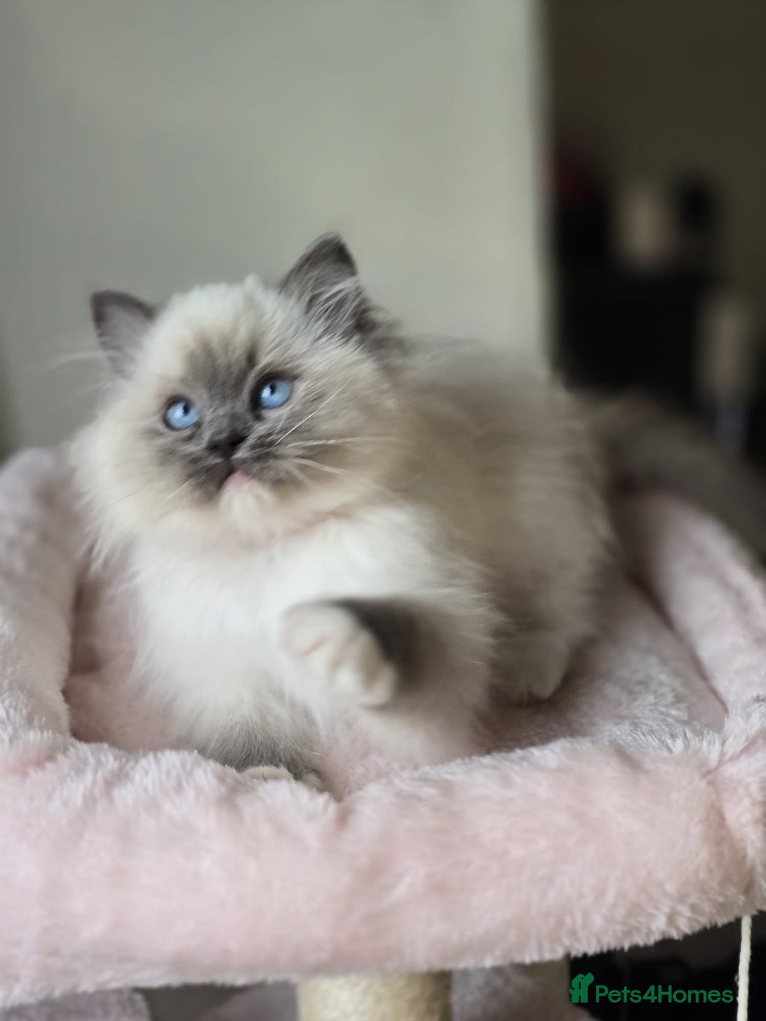 Ragdoll cats for sale: 6 Perfect Affectionate, Ready2Go Pedigree Kittens! - Advert 11
