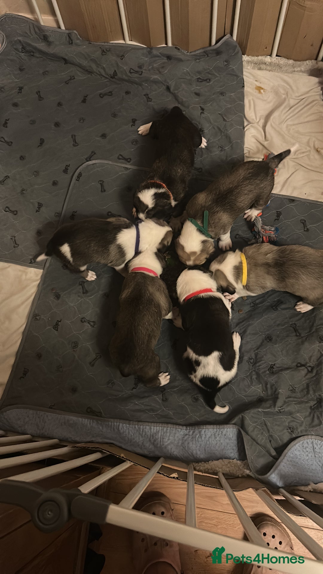 Mixed Breed dogs for sale: American bulldog x bullmastiff puppies - Image 6