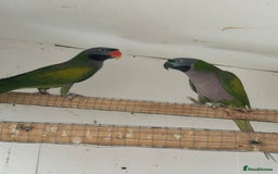 Parrots birds for sale: Derbyan parrot  - Image 2