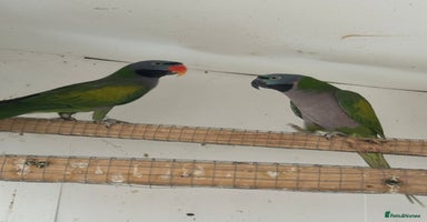 Parrots birds - Advert 7
