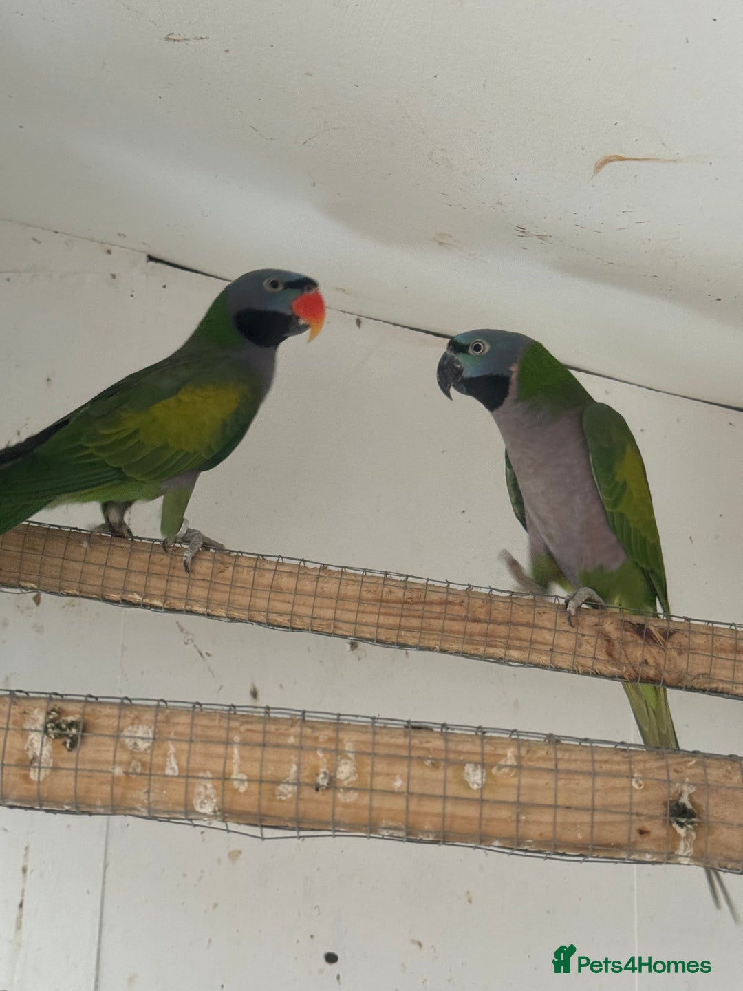 Parrots birds for sale: Derbyan parrot  - Image 2
