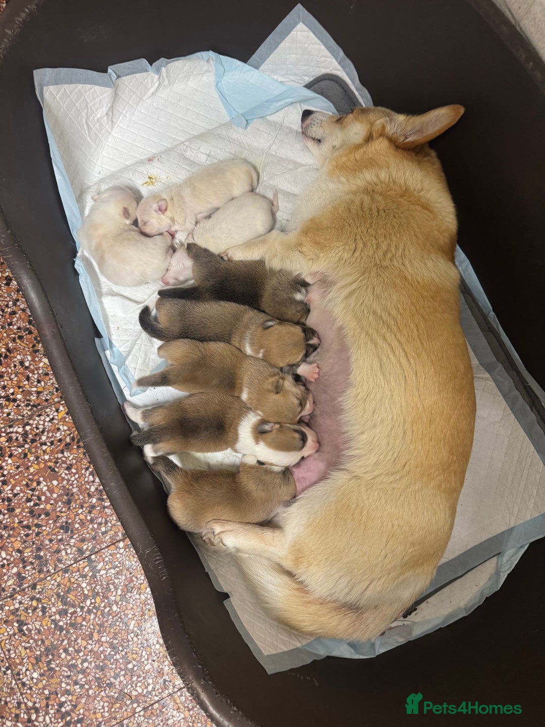 Welsh Corgi Pembroke dogs for sale: Beautiful Registered Pembroke Corgis - Image 15
