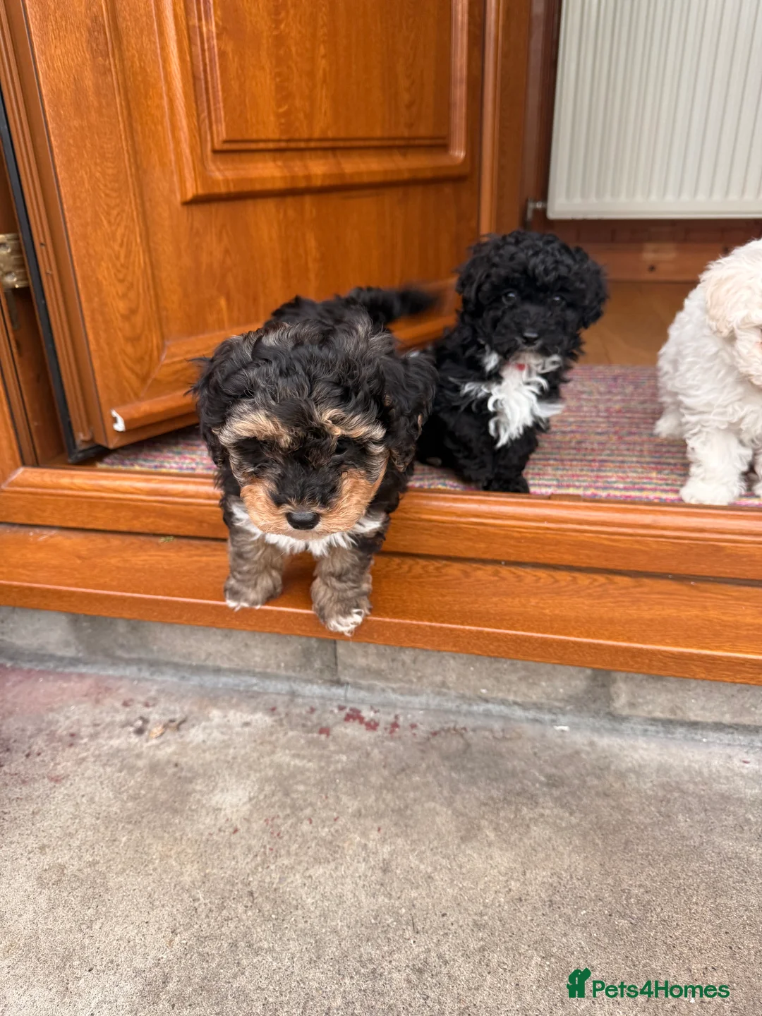 Shihpoo dogs for sale: Shihpoo - Advert 13