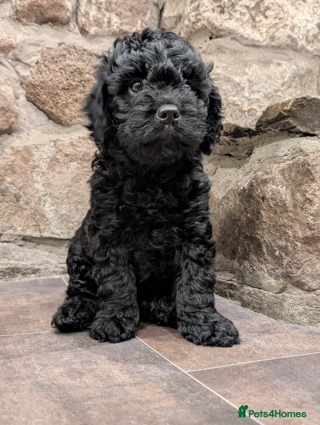 Mixed Breed dogs for sale: 💜💛🧡 PREMIUM CAVAPOOS READY TO GO 💜💛🧡 - Image 7