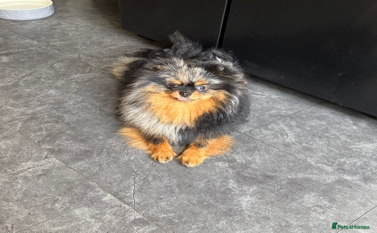 Pomeranian dogs - Advert 1