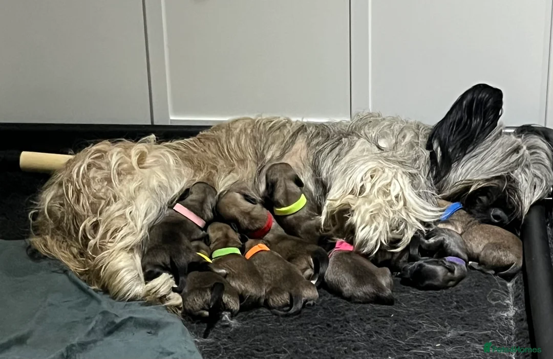 Skye Terrier dogs for sale: Skye Terrier - Advert 2