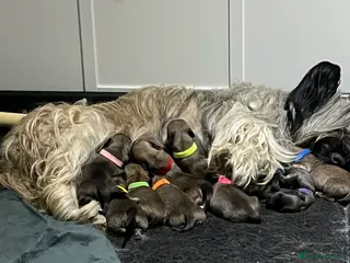 Skye Terrier dogs Skye Terrier - Advert 2