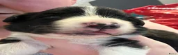 Border Collie dogs for sale: Border collie puppies in Tranent - Advert 10
