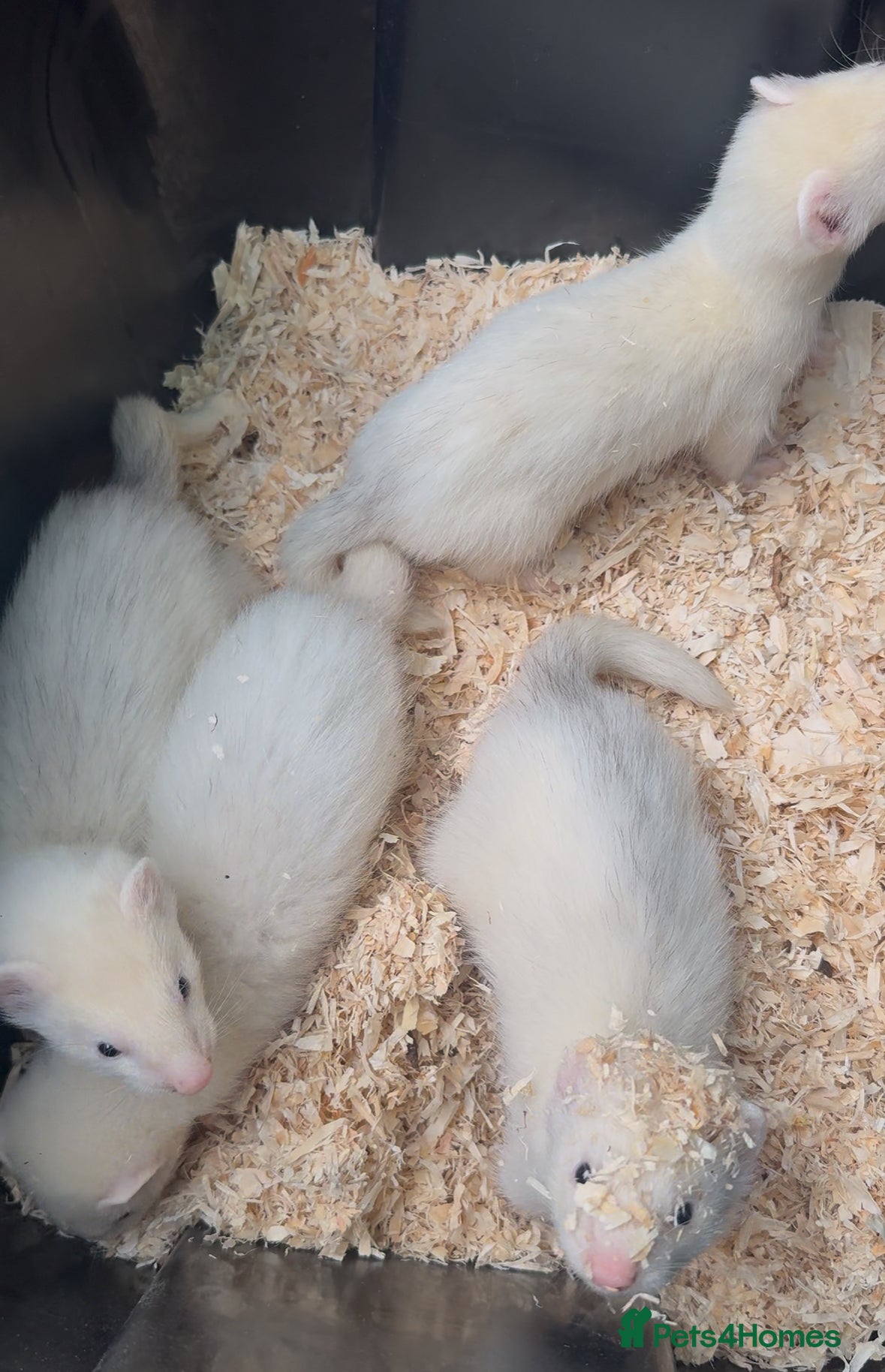 Ferret rodents Hob Ferret Kits  - Advert 1