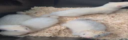 Ferret rodents for sale: Hob Ferret Kits  - Advert 2
