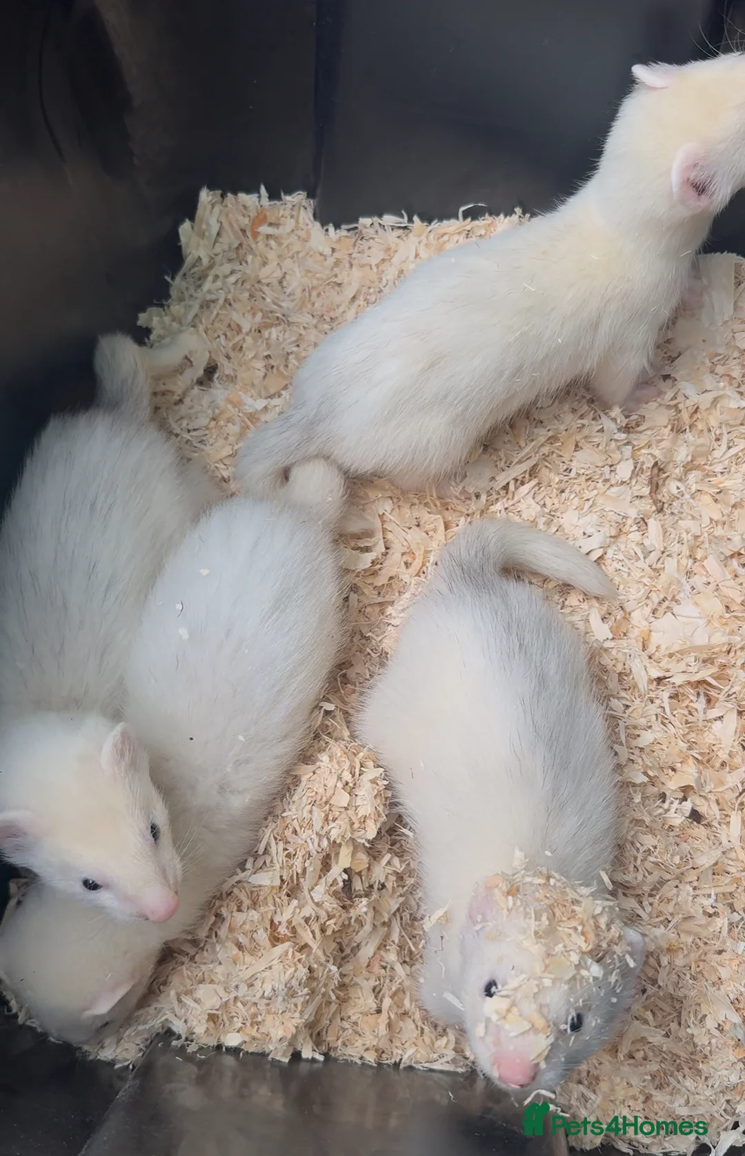 Ferret rodents for sale: Hob Ferret Kits  - Advert 2