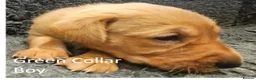 Labrador Retriever dogs for sale: Stunning Red Fox Labs : Health Checked-KC Reg-FTCH - Advert 40