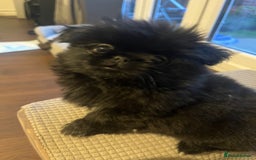 Pekingese dogs for sale: PEEKAPOM (Pekingese/Pomeranian) LAST GIRL LEFT - Image 15