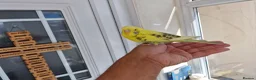 Budgerigars birds for sale: Super silly hand tamed baby budgies  - Advert 14