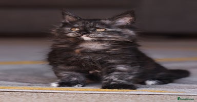 Maine Coon cats - Advert 5
