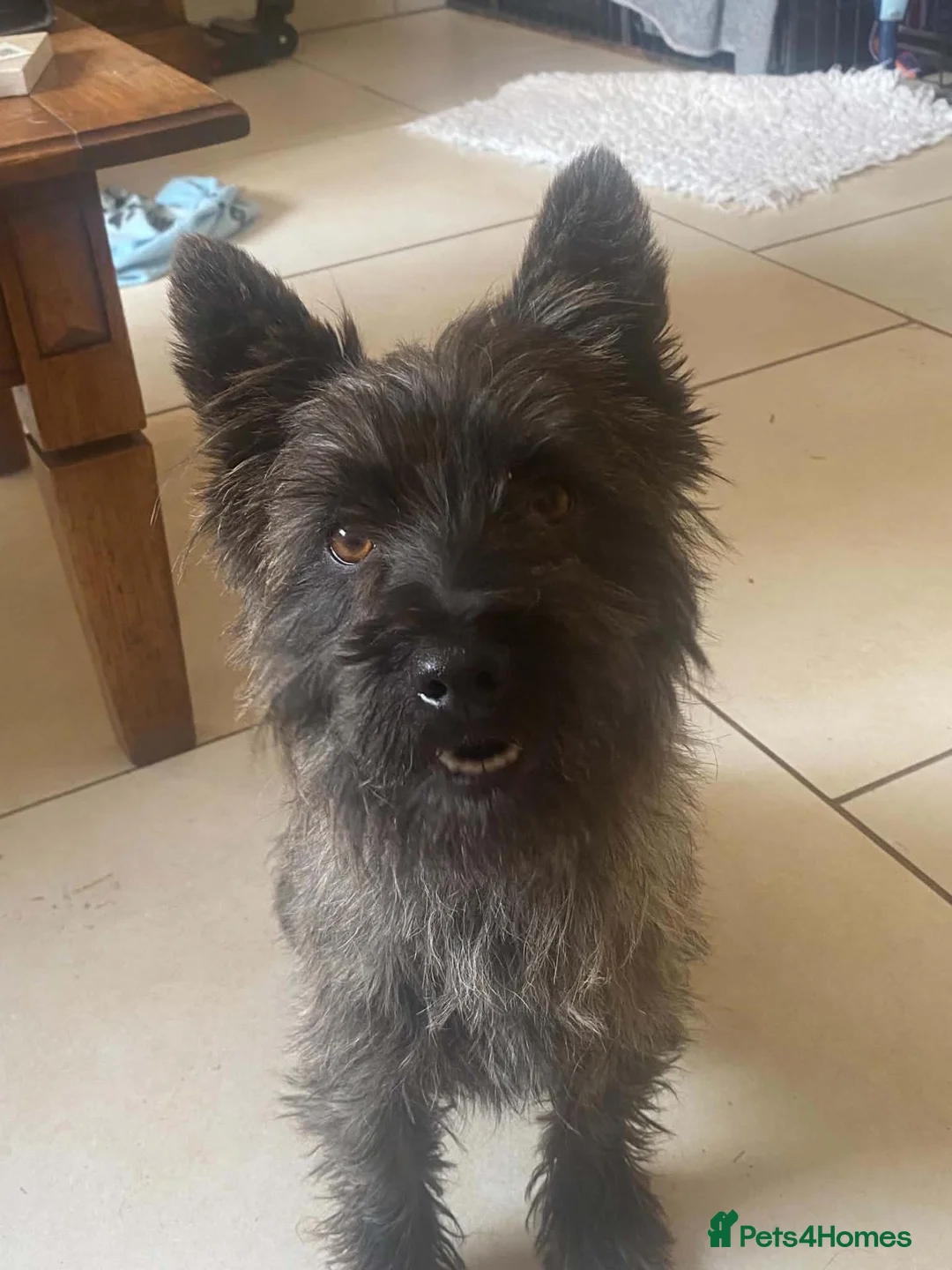 Cairn Terrier dogs for sale: KC reg cairn terrier puppies - Advert 7