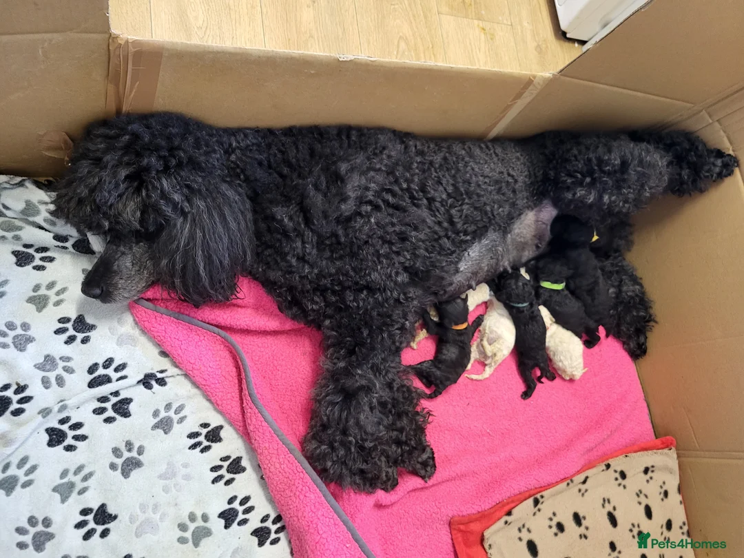 Standard Poodle dogs for sale: Beautiful litter of pure bred Standard Poodles in Anstruther - Advert 2
