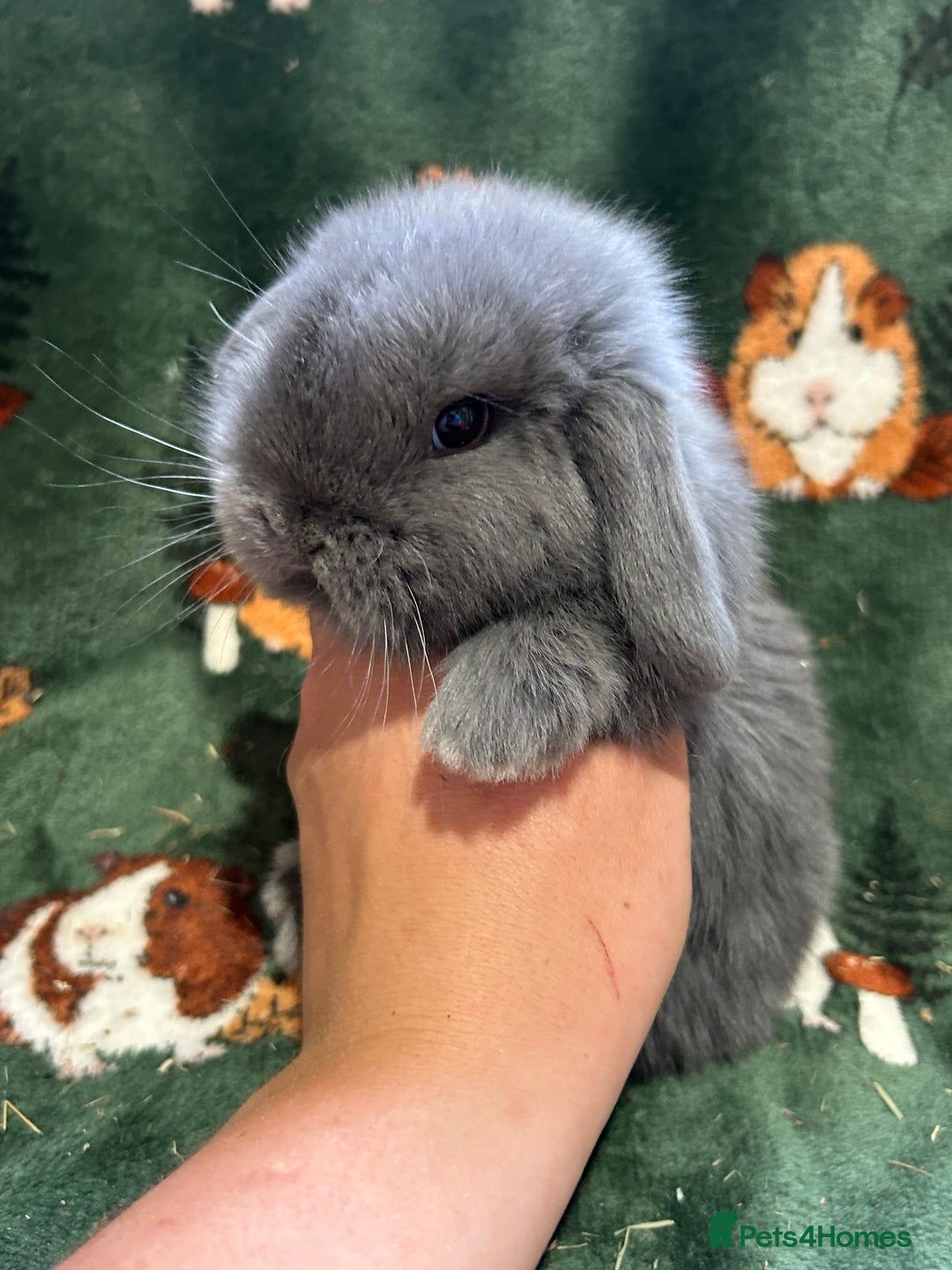 Mini Lop rabbits for sale: Beautiful Baby Mini lops ready now  - Image 6