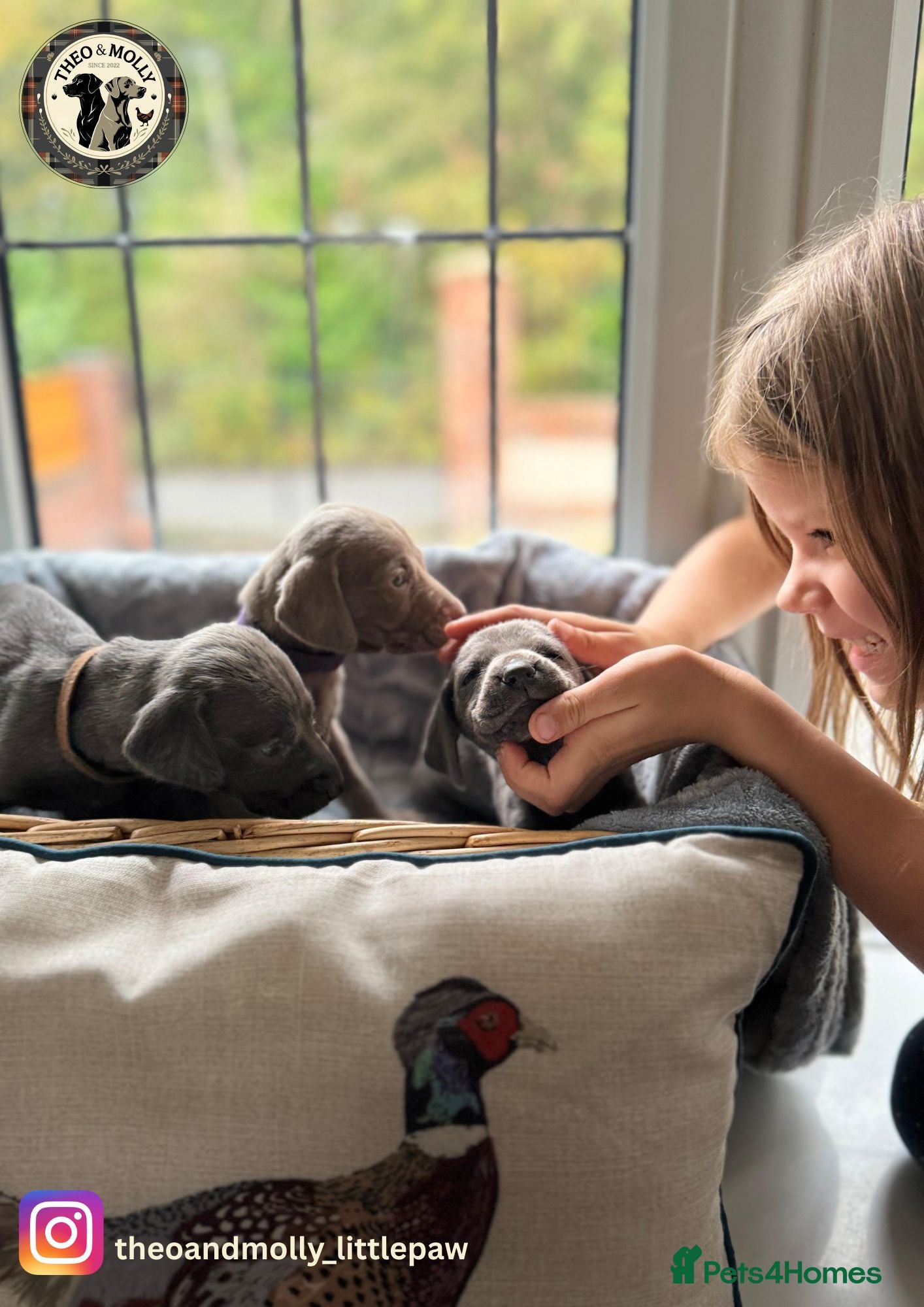 Weimaraner dogs  ❤️Adorable KC-Registered Weimaraner Puppies❤️ - Advert 1