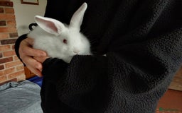 Mixed Breed rabbits for sale: Cute Baby Bunnies - Image 1
