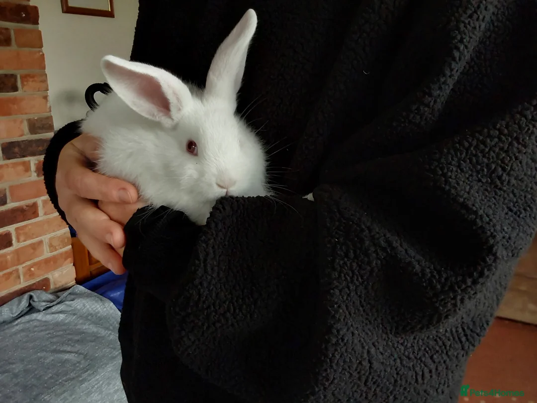 Mixed Breed rabbits for sale: Cute Albino Bunnies  - Advert 5