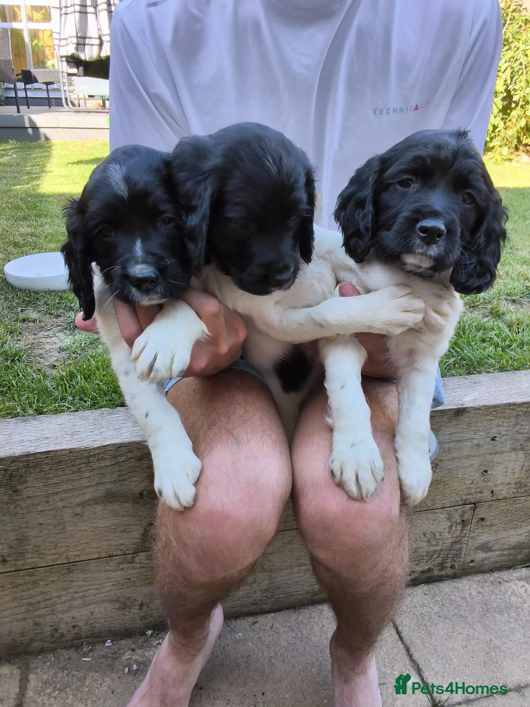 English Springer Spaniel dogs for sale: KC working springer spaniels - Advert 1