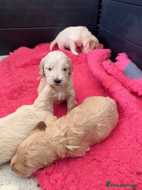 Goldendoodle dogs Australian Golden Doodle Puppies - Advert 5