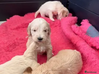 Goldendoodle dogs Australian Golden Doodle Puppies - Advert 5