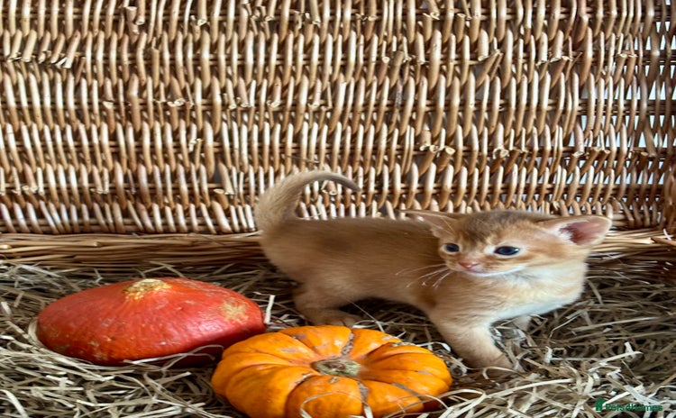 Abyssinian cats - Advert 2