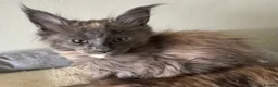 Maine Coon cats for sale: GCCF PEDIGREE MAINECOON KITTENS - Advert 5