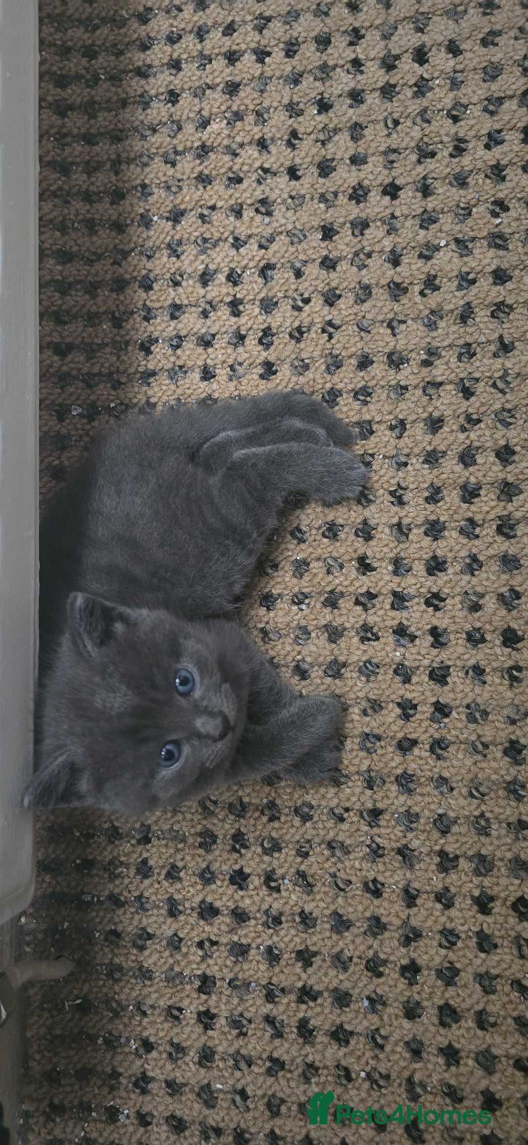 Russian Blue cats for sale: Gorgeous Russian Blue kittens - Image 17