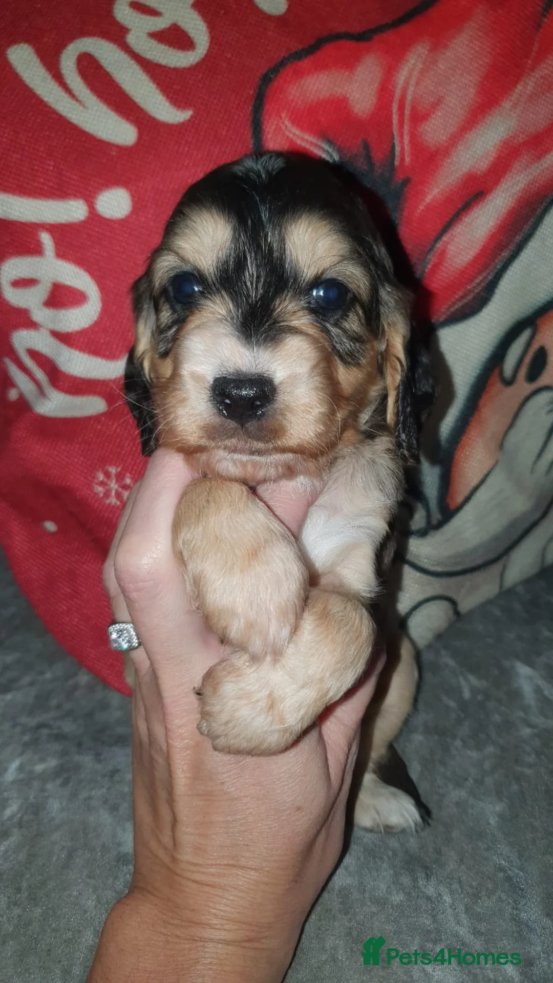 Cockapoo dogs for sale: Stunning cockapoo pups - Advert 9