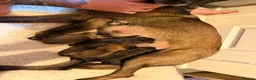 Belgian Shepherd Dog dogs for sale: Belgium Shepard x Dutch Shepard  in Aberdare - Advert 3