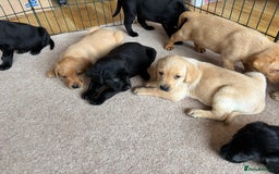 Labrador Retriever dogs for sale: Beautiful KC Registered Lab Pups  - Image 6