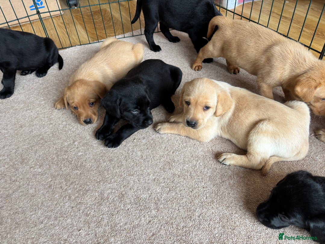 Labrador Retriever dogs for sale: Beautiful KC Registered Lab Pups  - Image 6
