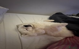 Pomchi dogs for stud: 2yr old Pomchi for Stud - Advert 8