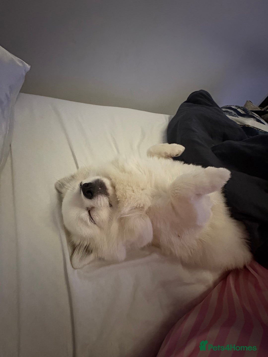 Pomchi dogs for stud: 2yr old Pomchi for Stud - Advert 8