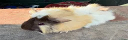 Guinea Pig rodents for sale: Gorgeous colourful guinea pigs - Advert 3