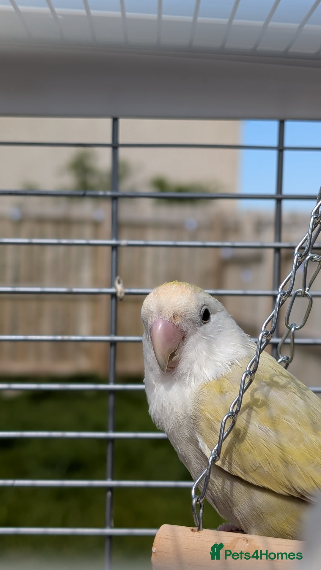 Lovebirds birds for sale: Lovebird (plus cage) - Image 1