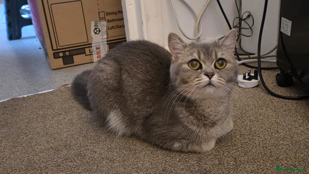 British Shorthair cats for sale: British short-hair  - Advert 3